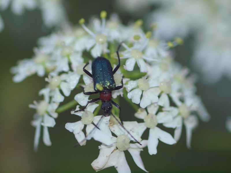 Carilia virginea virginea